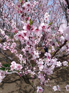 IMG_20200322_133046.jpg